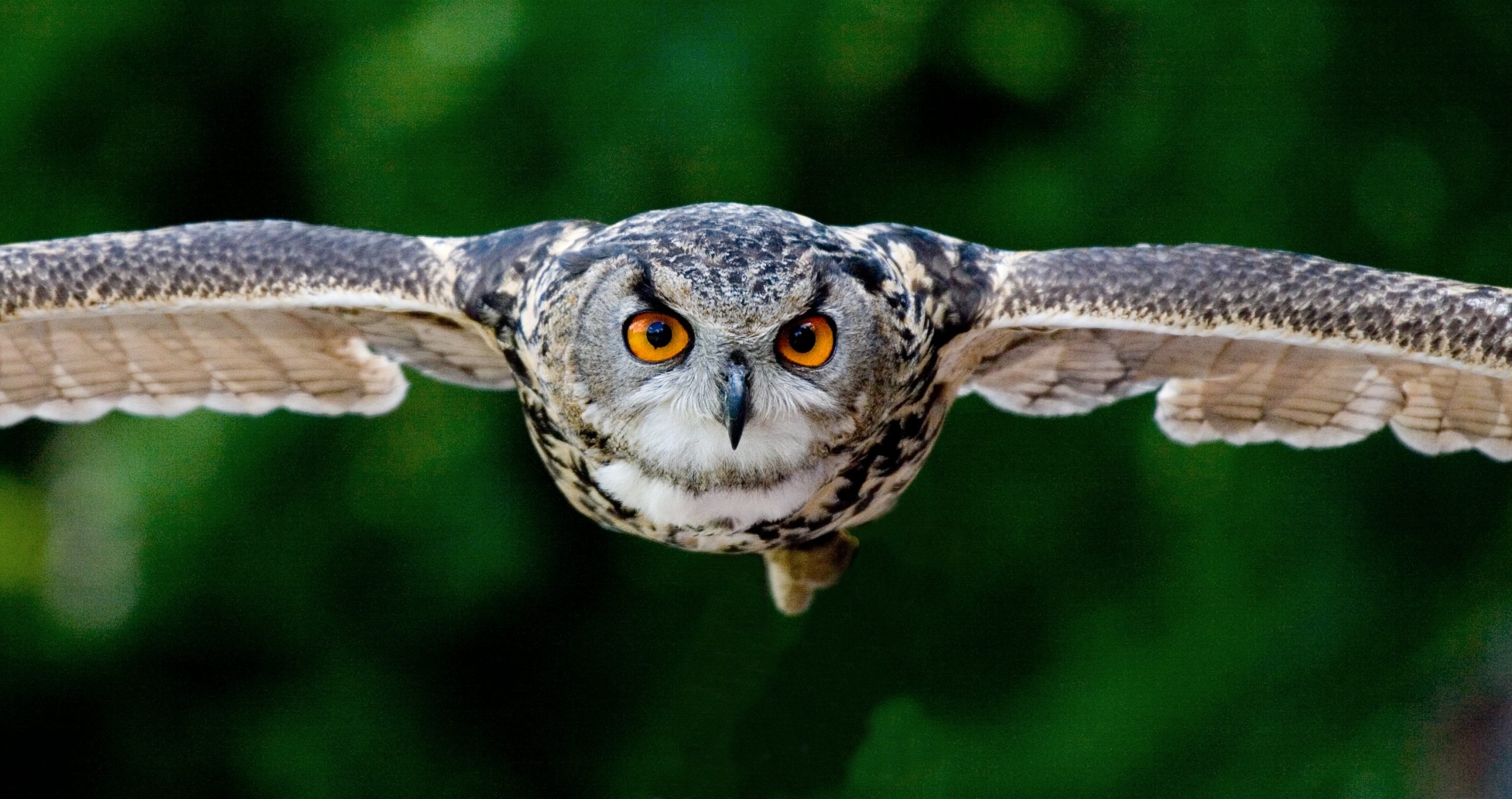 "Owl in flight included in Owl Quotes post"